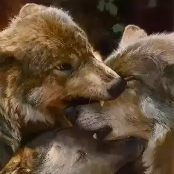 Wolf Tradition